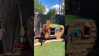 Viral Private Dog Park 🐶🛝🎾 shorts [upl. by Faro]