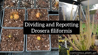 Dividing and Repotting Drosera filiformis Thread Leaved Sundew [upl. by Ribble]