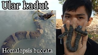 Mengenal ular kadut belang  HOMALOPSIS BUCCATA [upl. by Gombosi127]