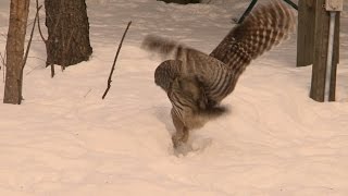 Barred Owl Attack [upl. by Freud]