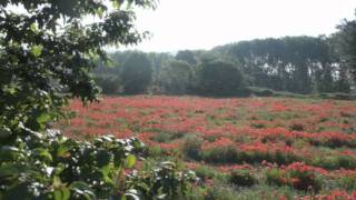 Camino de Santiago [upl. by Iy827]