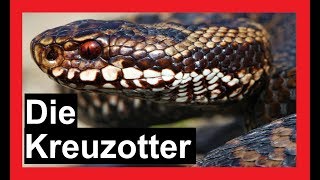 Schlangen in Deutschland  Die Kreuzotter  Reptilien und Amphibien Folge 9 [upl. by Nahgen]