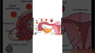 Site of Fertilization Embryonic development class 12 thesunacademy xiibiology biology 2ndyear [upl. by Lammond]