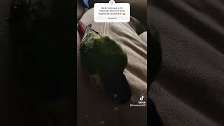 Cremallera vs cotorra animals birds birdslover pajaros pets mascotasgraciosas funnyvideos [upl. by Airemaj]