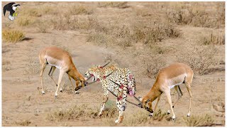 Os Leopardos Foram Brutalmente Atacados Pelas Gazelas Thomson O Que Aconteceu  Animais Selvagens [upl. by Ylrak471]