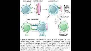 PLGARhodamine used in development of micropatches for immunotherapy of cancer [upl. by Naols]