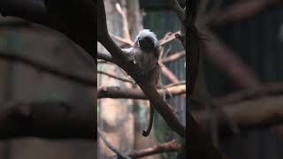 Cotton Top Tamarin animals monkey zoo [upl. by Malinowski522]