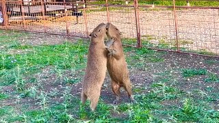 Capybaras Fighting SCARY Kumala vs Savesta [upl. by Sheaff]