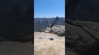 Slowmotion of the Cinereous Vulture quotGerêsquot released in Portugal [upl. by Jaclyn]