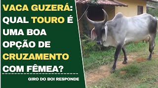 VACA GUZERÁ QUAL TOURO É UMA BOA OPÇÃO DE CRUZAMENTO COM FÊMEA [upl. by Donovan]