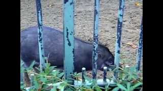 Visayan Warty Pig At Zoo Antwerp [upl. by Hoenack]