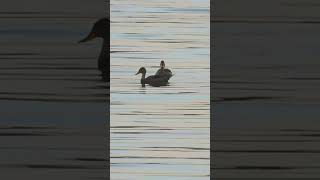 Patos jergones al atardecer chiloé isladechiloé aves octubre2024 santarosaquellón quellón [upl. by Furmark]