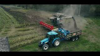 SORGHUM HARVESTING 2024CLAAS TRION 730TEAM CHIOETTO [upl. by Notyal]