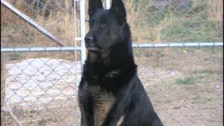 King Shepherd [upl. by Sue]