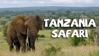 Tanzania Safari [upl. by Rennat]