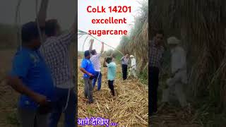 Excellent sugarcane varietyगन्नाखेतीagriculturefarmingKisanकिसानfarmer [upl. by Yerbua]