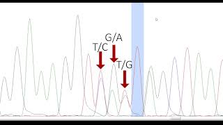 PHYLOGENETICS 3 DNA Chromatogram Analysis Software Quality Assessment Editing and Export [upl. by Hyatt]