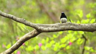 BlueandWhite Flycatcher song Cyanoptila cyanomelana fullHD [upl. by Aicak]