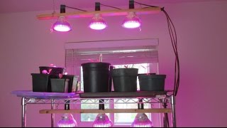 Starting Seeds  Indoor LED Grow Light Stand Progress Report [upl. by Ardnazil385]