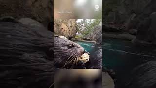 Adorable otters dine on shellfish at Oregon Zoo [upl. by Amo]