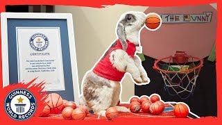 Bini the slam dunking basketball bunny  Guinness World Records [upl. by Blalock]