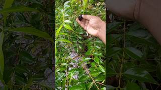 നമ്മുടെ വീട്ടുമുറ്റത്തും പ്ലം കായ്ക്കും 🍒 rainforestplum plum homegrown reels shortsvideo [upl. by Irbua]