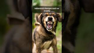 quotRabies in Dogsquot  quot Protecting Your Pets and Communityquot Animals Top facts of Animals [upl. by Redd]