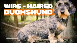 Wirehaired Dachshund ULTIMATE GUIDE  Is This Type of Doxie The Right For You [upl. by Karalynn635]