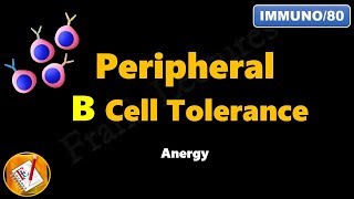 Peripheral B cell Tolerance  Anergy FLImmuno80 [upl. by Aronaele]