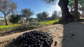 HOW MANY OLIVES DO WE STILL HAVE [upl. by Hinman381]