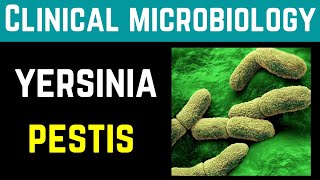 Yersinia Pestis Clinical Pathogenesis Investigations Treatment Prevention  Dr Mubashar Ata [upl. by Mylo16]