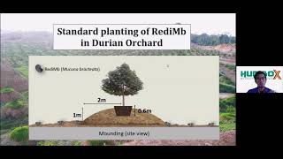 Planting RediMb Mucuna Bracteata Cover Crops in Durian Orchard [upl. by Arrak]