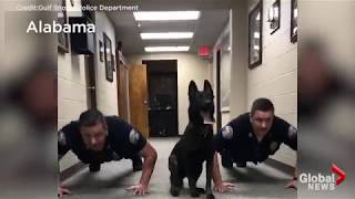 2017 Best viral cop videos that showed the lighter side of authorities [upl. by Cheng]