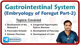 Embryology of Gastrointestinal system  Development of Foregut Stomach Pancreas amp Liver Part  2 [upl. by Ferne]