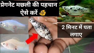 how to know Molly fish is pregnant and when it will give birth  sign of pregnant molly  fish beby [upl. by Hagep65]