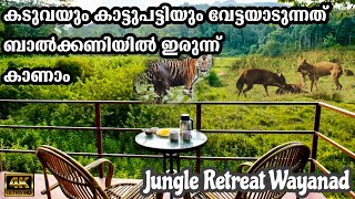 Jungle Retreat Wayanad കടുവയും കാട്ടുപട്ടിയും വേട്ടയാടുന്നത് കാണാംforest stay in wayanad wildlife [upl. by Brawner]