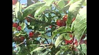 Cherry Tree Carol Judy Brazil [upl. by Etterual]