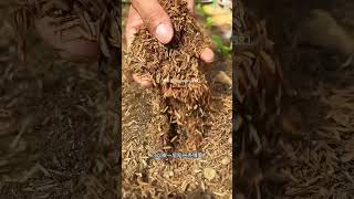 Planting tips and diseases and insect pests preventing and controlling high quality [upl. by Swor]