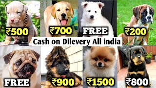 Cheapest Dog Market in India  Dog Price List 2024 [upl. by Iadam232]