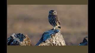 les oiseaux de las Villuercas [upl. by Isnam]