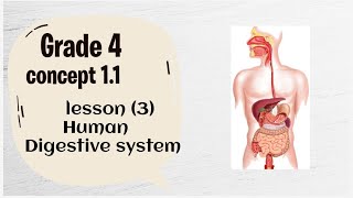 Grade 4  science  first term  unit 1 concept 1  lesson 3  digestive system [upl. by Lacy]