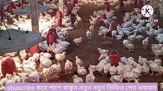 সহজ পদ্ধতিতে বয়লার মুরগির বাচ্চা পালনpoultry farming সফল খামারির কথা [upl. by Mariande]