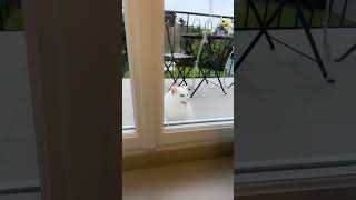 Notre petit boubou 😸 shortvideo humour maman merefille [upl. by Hacceber246]