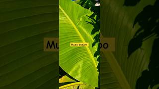 Incredibly Large Leaf for a tropical plant grown in UK  Musa basjoo banana shorts musa garden [upl. by Safire334]