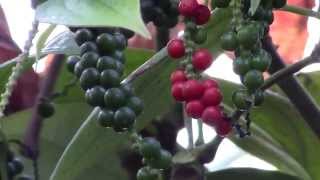 How to Grow Black Pepper Piper nigrum [upl. by Dosh]