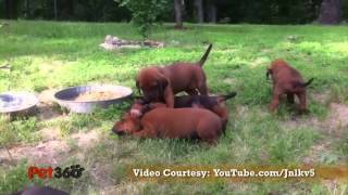 Redbone Coonhound Dog Breed Info [upl. by Noguchi]