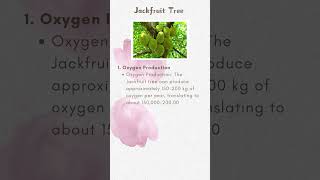 Sapodilla Tree  Oxygen Production [upl. by Hcaz]