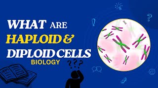 What are Haploid and Diploid Cells [upl. by Sllew583]