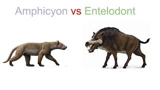 Amphicyon vs Entelodont 2019 [upl. by Strauss]