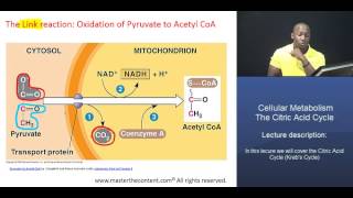 MCAT® Citric Acid Cycle Part 1  Acetyl CoA formation [upl. by Yrocaj241]